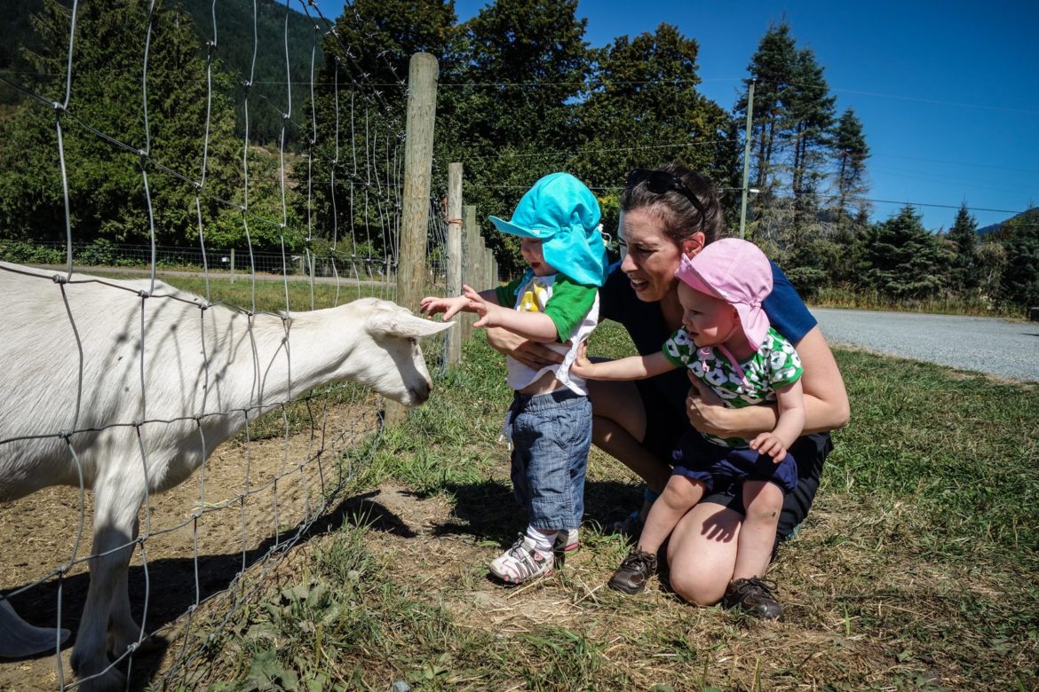 Colin and Addison check out some goats at this artisanal cheese farm.