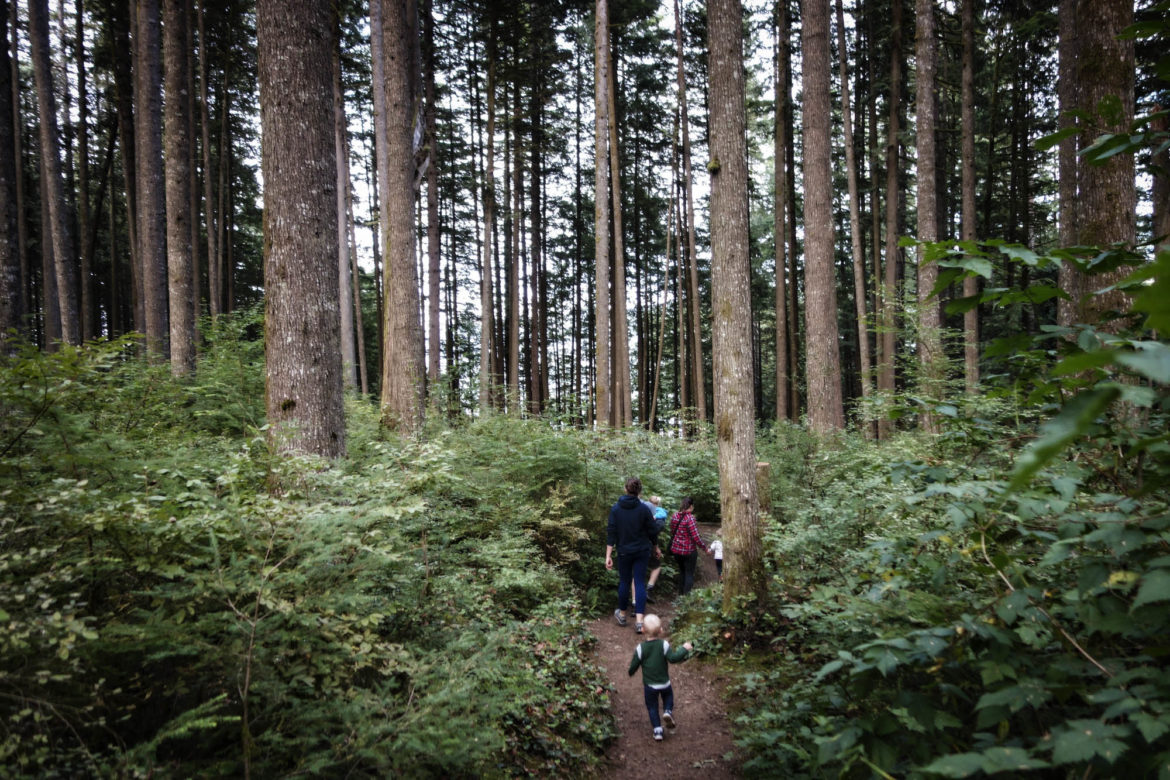 Going for a hike in the big trees to see a couple of waterfalls... This is definitely the easiest part of the hike. It got quite a bit steeper from here.