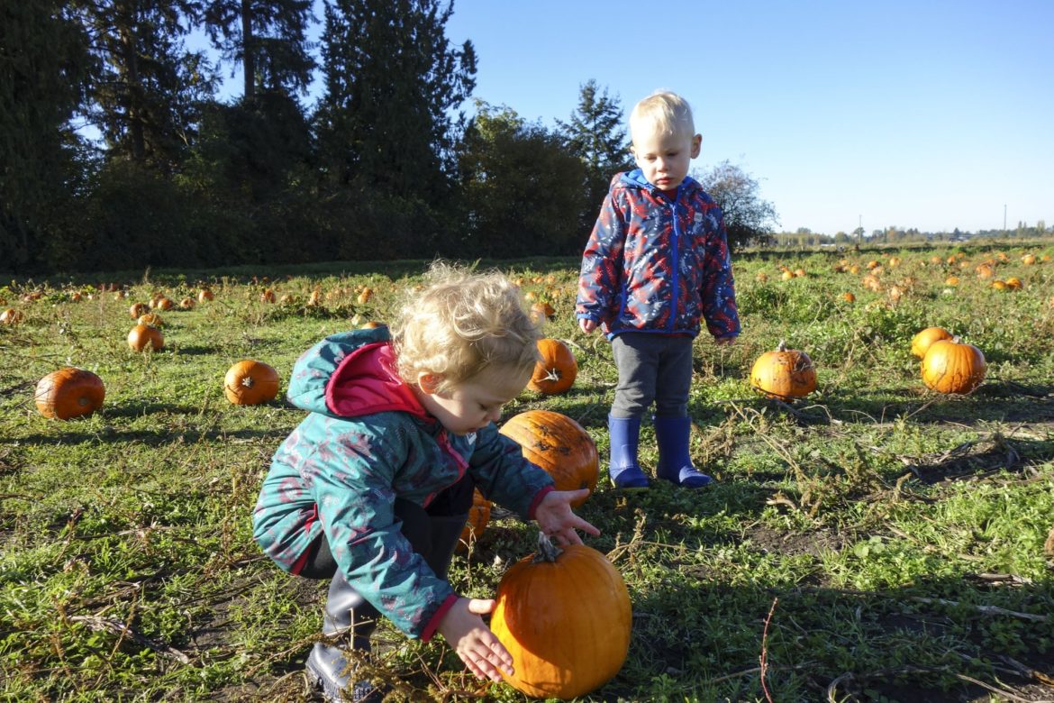 Okay, here's what we're here for! Lots and lots of pumpkins in the field to pick from.