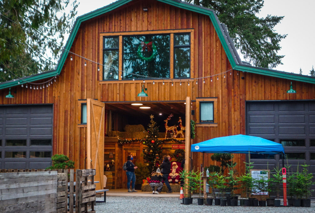 Santa in the barn at the Tree Farm